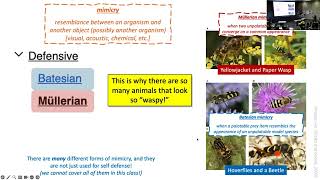 BIO 331: Lecture H1 (2024-11-14): Self Defense and Aggression