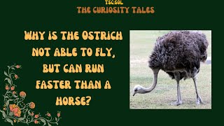 Why is an Ostrich not able to fly but run faster than a horse? || Episode 10 ||