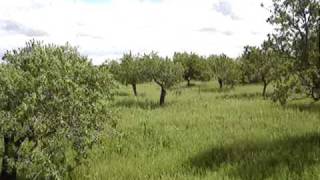 Train through Mallorca almond orchard part 1