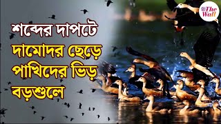 Migratory Birds | দামোদর ছেড়ে পরিযায়ীদের ভিড় এখন বড়শুলের বেলনা গ্রামে | Bangla News