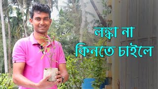 টবে সারাবছর লংকা পাওয়ার পদ্ধতি