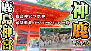 鹿島神宮「神鹿 -しんろく-」〜天照大神の使者が鹿の神霊だったことから鹿が神使とされた〜