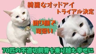 困り顔の白猫オッドアイはトライアル決定70匹の不適切飼育を乗り越え幸せに（保護猫カフェ猫の惑星にゃーくる）京橋駅 The odd-eyed white cat is a trial decision