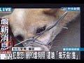 犯眾怒！網po虐狗照 還嗆「每天殺一隻」