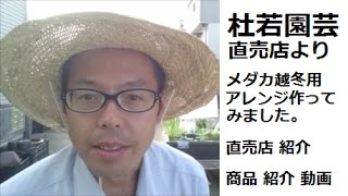 メダカの冬越し用　水生植物アレンジ作ってみました。（杜若園芸  直売店紹介・商品紹介）