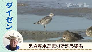 【藤前干潟の生き物たち】ダイゼン（学名Pluvialis squatarola）　うごく生き物ずかん