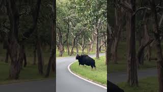 Hunter bison 💀#wayanad #bison. #wayanadan