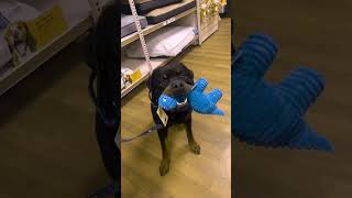 we picked the same toy 🥹 @nalatheneedyrottie #rottweiller