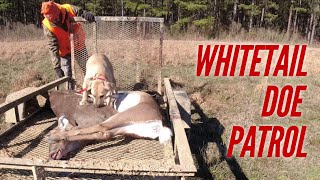 WHITETAIL DOE PATROL 🦌🦌🦌 Loading The Meat Wagon