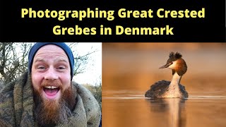 PHOTOGRAPHING GREAT CRESTED GREBES IN DENMARK - BIRD PHOTOGRAPHY TIPS (2021)