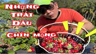 McMartins Strawberry Farm | Những trái dâu đỏ mộng ở Úc | Cuộc sống Úc