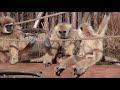 シロテテナガザルの子供は赤ちゃんに関心があります white handed gibbon kids and baby