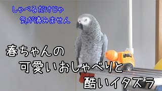 ヨウムの春ちゃん67 「なんじゃこりゃ」って可愛いおしゃべりした後でも酷いイタズラしちゃいます