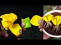 How to propagation rose tree from yellow Petals. Best method for grow Rose by petal