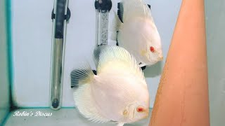 Albino Platinum Discus fish Breeding Pair