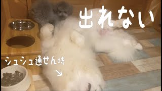 【面白い】デカ子犬は寝てるだけで小型犬のトイプードルを閉じ込めてしまいます｜グレートピレニーズ