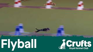 Flyball Semi-Finals followed by the Finals | Crufts 2026