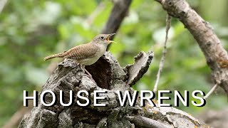 House Wrens HD