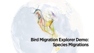 Bird Migration Explorer Demo: Species Migrations