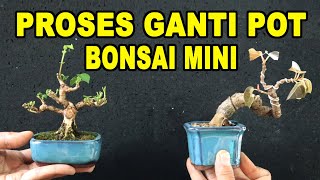 Proses Ganti Pot BONSAI MINI Bahan Waru & Bunut