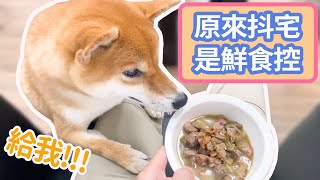 【柴犬抖宅大人】原來抖宅是鮮食控