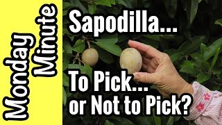 Monday Minute- Sapodilla...To Pick or Not to Pick