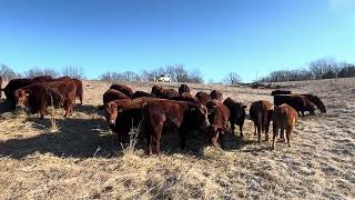 We're keeping our livestock on the pasture during the winter, not in a barn, much healthier.