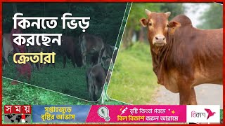 শেরপুরের গারো পাহাড়ে ‘সোনার গরু’ | Sherpur News | Eid-Ul-Adha | Native Cow | Somoy TV