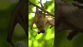 What doe bats  eat ??? | #shorts