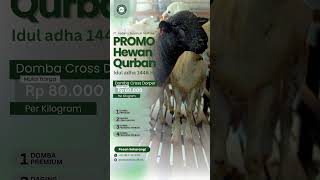 Promo istimewa hewan qurban domba cross dorper #hargadomba #qurbandomba #dagingdomba