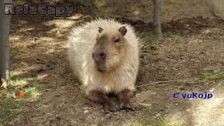 心穏やかに　カピバラ劇場　Relax　Capybara