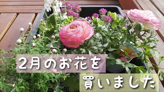 2月のお花 | 初心者ガーデニング | お庭づくり