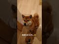 珍しくしっぽを振る柴犬くるみちゃん　 shorts shiba shibainu 柴犬 くるみ おやつ しっぽ