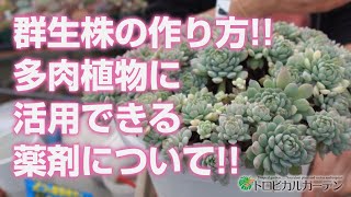 2024.01.12【多肉植物】群生株の作り方!!多肉植物に活用できる薬剤について!!【succulent】トロピカルガーデン