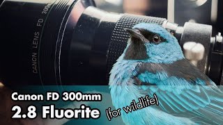 Canon FD 300mm 2.8 fluorite for wildlife on mirrorless