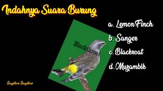 Indahnya suara burung lemon finch, sanger, blackroat \u0026 mozambik