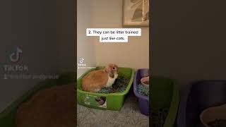 5 Things I Have Learned Since Getting Rabbits Rabbit Bunny