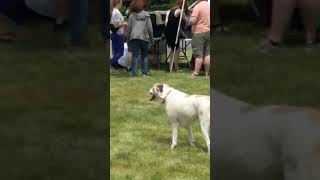 Oswego Police Department's K9s 'N Cops adoption event