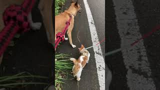 護衛を引き連れて朝の散歩をする猫 #shorts #猫 #ねこ