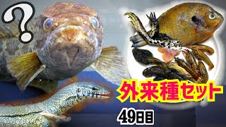 外来種セットをライギョとオオトカゲに与えると…【やせすぎ雷魚49日目】