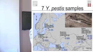 Reconstructing ancient pathogens - discovery of Yersinia pestis in Eurasia 5,000 Years Ago