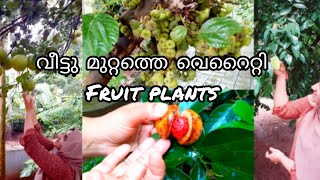 വീട്ടു മുറ്റത്തെ വിവിധ തരം ഫല വൃക്ഷങ്ങൾ /fruits plants at home