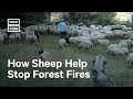 Spain Farmers Use Agroforestry to Fight Forest Fires