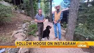Meet Moose the Cloud Camp mountain dog