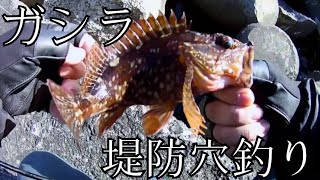 【穴釣り】堤防とテトラの隙間でガシラ・カサゴ釣り【海釣り】