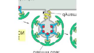 Transglutaminase in Clathrin Receptor Mediated Endocytosis: Crosslinking of clathrin?