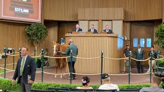 Race horse auction Keeneland race track. We travel to Keenland looking for a horse to buy.