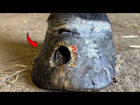 Hoof Restoration For A Horse With A Huge Hole In Its Hoof.