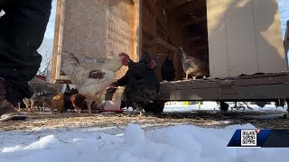 Kansas City weather: Farmers battle historic cold to protect livestock