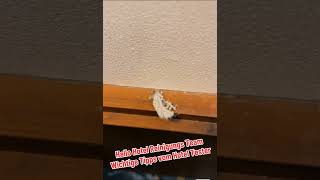 This is how you recognize good Hotel Housekeeping (English) The Hotel Inspector #hotelinspector